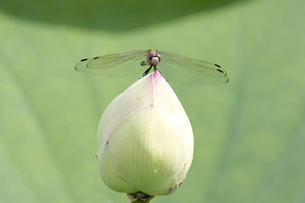 Common skimmer on a lotus flower bud.