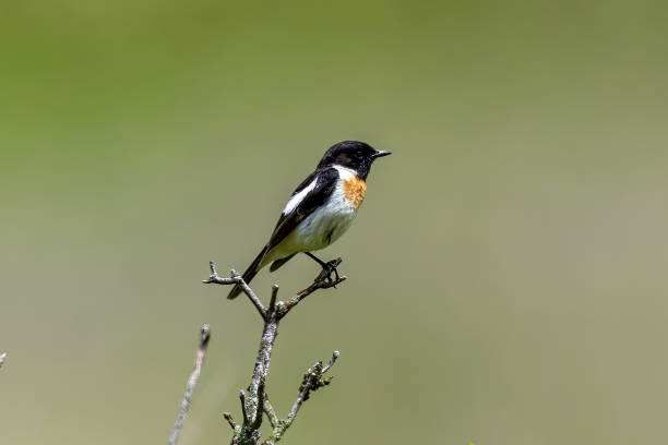 istock Male Siberian Stonechat in a summer plumage. 2160130130