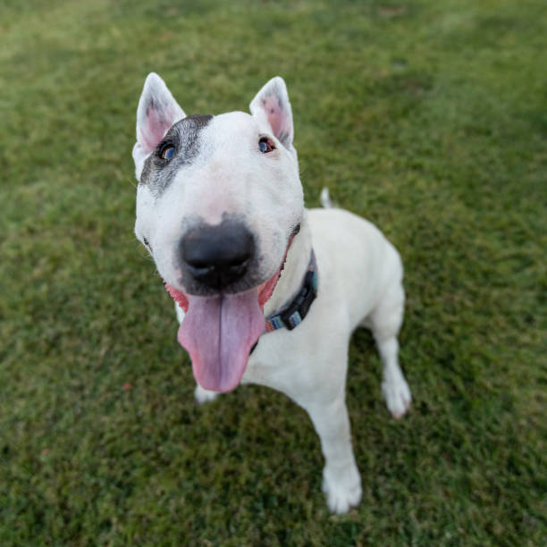 istock Older white mini bull terrier looking up at the camera 2160130576