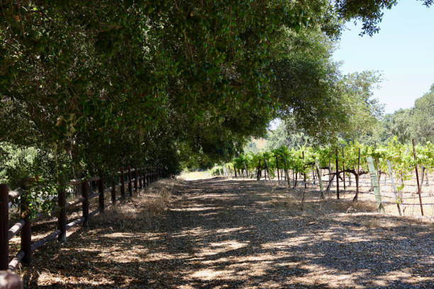 istock Grapevines along the country road 2160131693