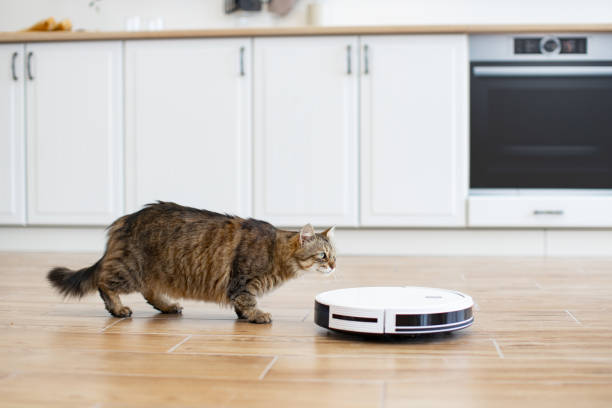 istock Curious cat watching robot vacuum cleaner in kitchen 2160132064