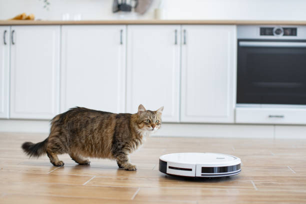 istock Cat observing robotic vacuum cleaner in modern kitchen 2160132090