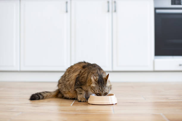 istock Cat eating from bowl on kitchen floor with white cabinets 2160132098