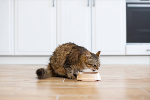 istock Domestic cat eating from bowl in modern kitchen 2160132099
