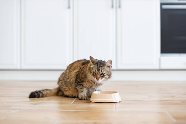 Domestic cat eating from food bowl on kitchen floor. Feline enjoying mealtime in modern interior setting. Peaceful, cozy home atmosphere.