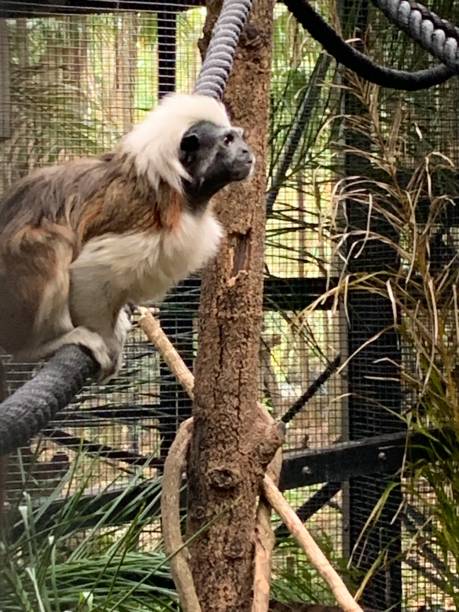 istock Cotton Top Tamarin 2160135999