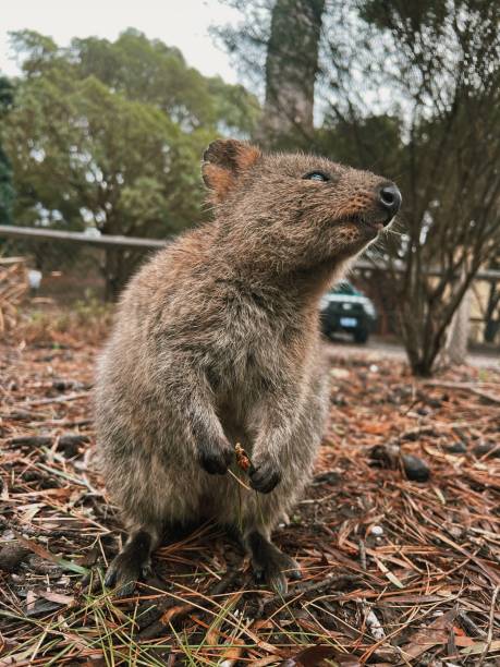 istock Quokka Rottnest Island Australia 2160136220