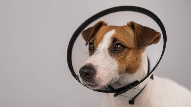 istock Jack Russell Terrier dog in plastic cone after surgery. 2160138081