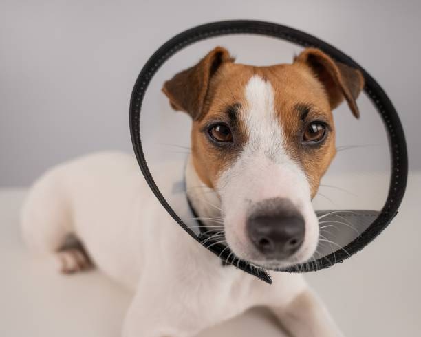 istock Jack Russell Terrier dog in plastic cone after surgery. 2160138156
