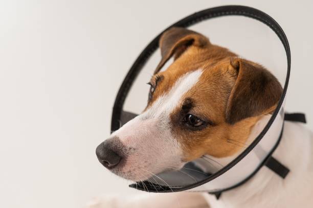 istock Jack Russell Terrier dog in plastic cone after surgery. 2160138180