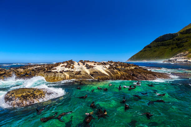 istock Duiker Island, South Africa 2160138840