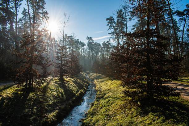 A serene forest landscape in Hoge Veluwe, Netherlands, with a stream running through and sunlight filtering through the trees.