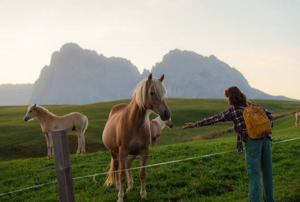 Serene woman pets horses  on pasture in Seiser Alm during the hike