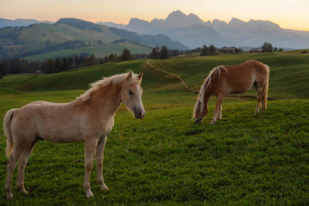 Palomino colored Halflinger stallion standing in a San Joaquin Valley ranch.Taken in Gustine, California, USA