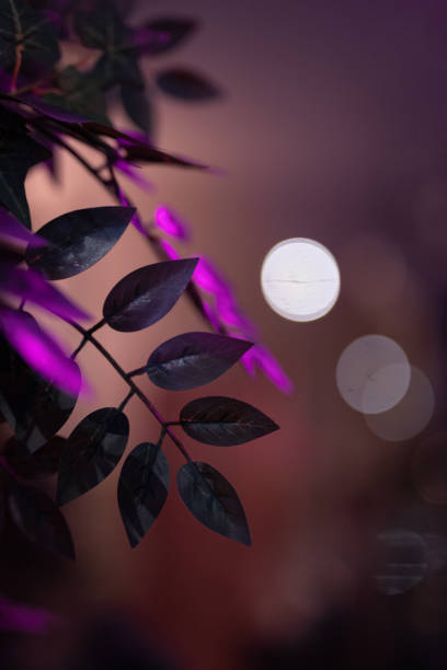 Leaves in Pink Light
