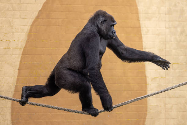 Gorilla