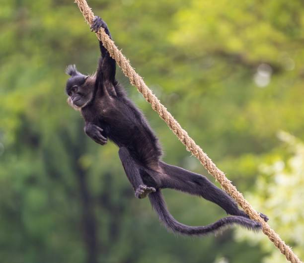 istock Closeup of black-crested mangabey hanging on a rope 2160145683
