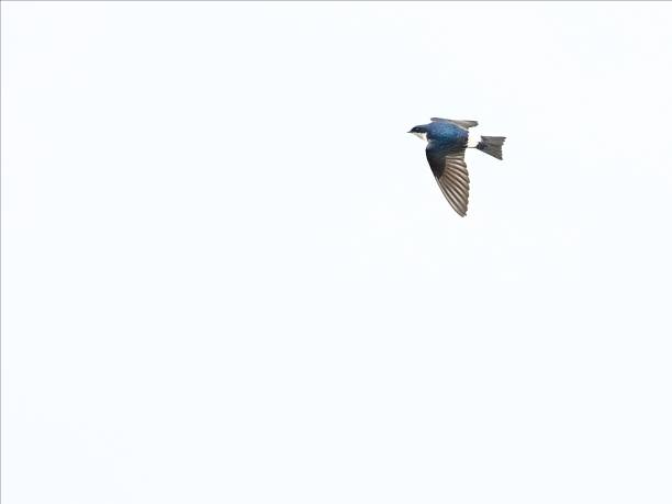 Isolated Simple Blue Bird Flying Icon