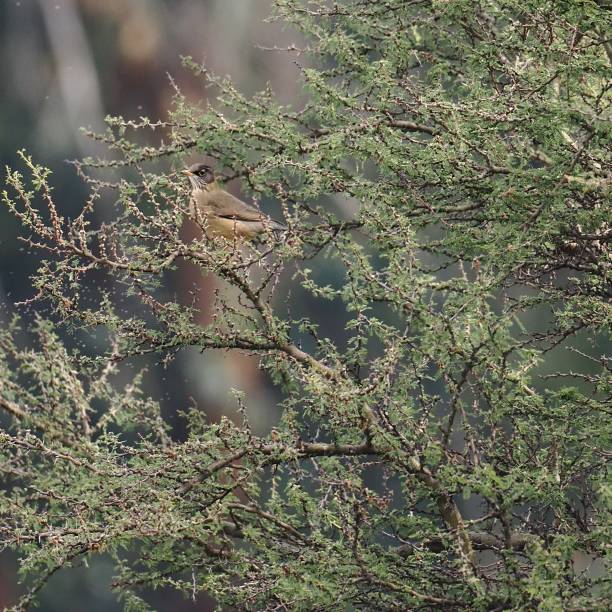 An Austral Thrush or ´Zorzal´ (Turdus falcklandii) perches in an acacia tree in central Chile.