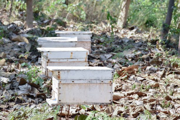 Close-up view of the honeycomb Useful to help add freshness, sweet aroma from natural honeycomb, increase energy, and strengthen the body's immunity.