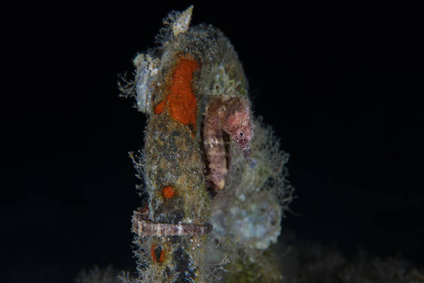 istock Seahorse from the Mediterranean Sea 2160150114