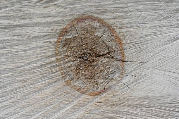 a beautiful cut of the tree. Texture effect.