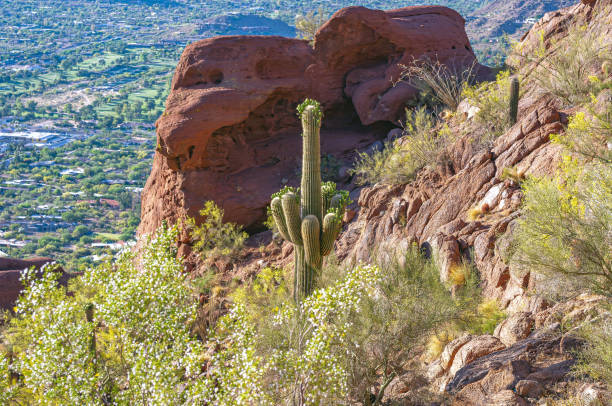 Saguaro National Park is a national park of the United States in southeastern Arizona.