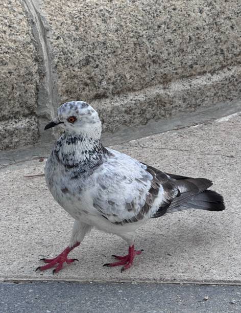 istock walking pigeon no retiro Madrid Spain 2160154842