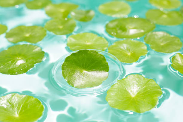 Centella asiatica in blue water