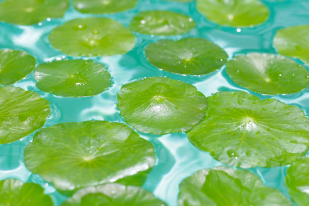istock Centella asiatica in blue water 2160158917