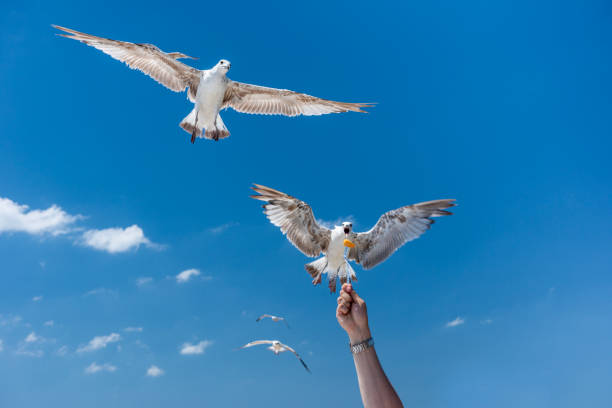 People feeding seagulls. Tourist activity in Istanbul, Turkey.