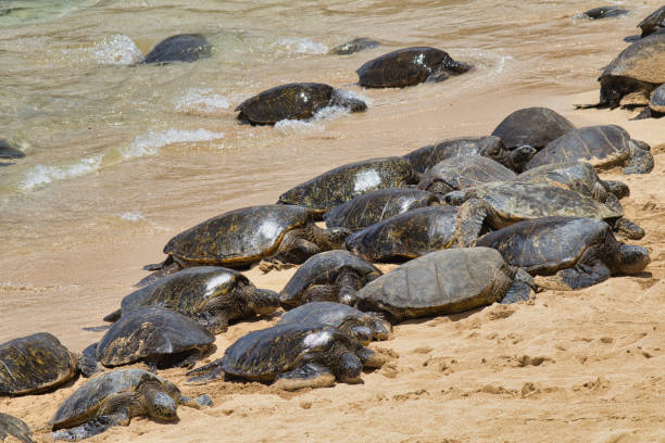 istock Numerous green sea turtles sun bathing on a maui beach. 2160163816