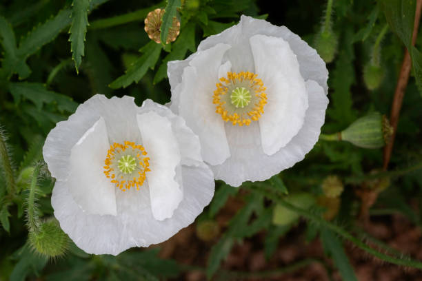 White poppy  in the green field