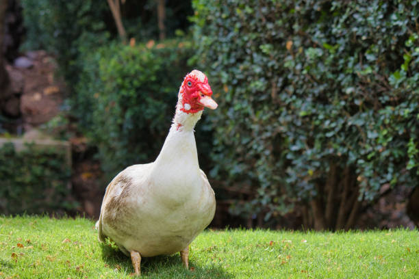 istock Comical stare of a red faced muscxovy duck. 2160167488