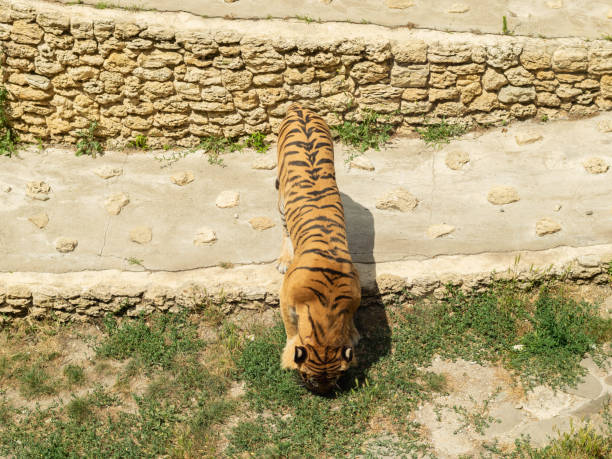 walking tiger