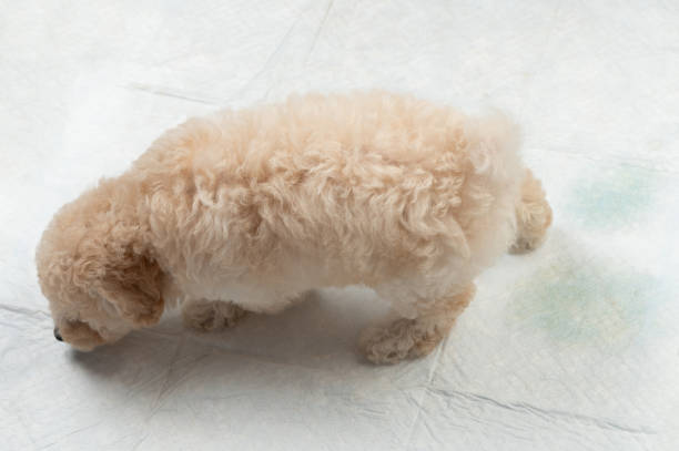 istock Poodle dog smell toilet mat 2160169492