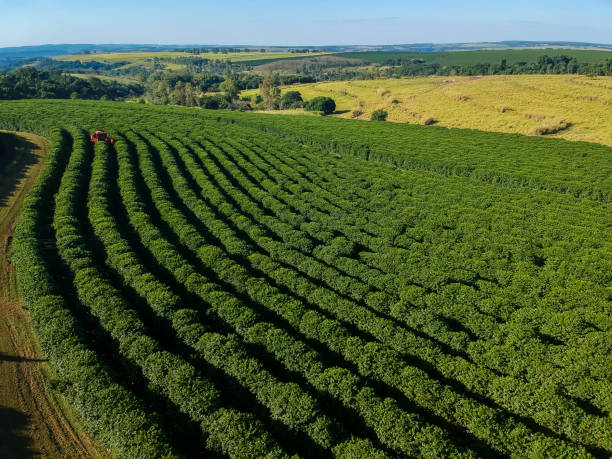 istock aerial view coffee mechanized harvesting 2160169844