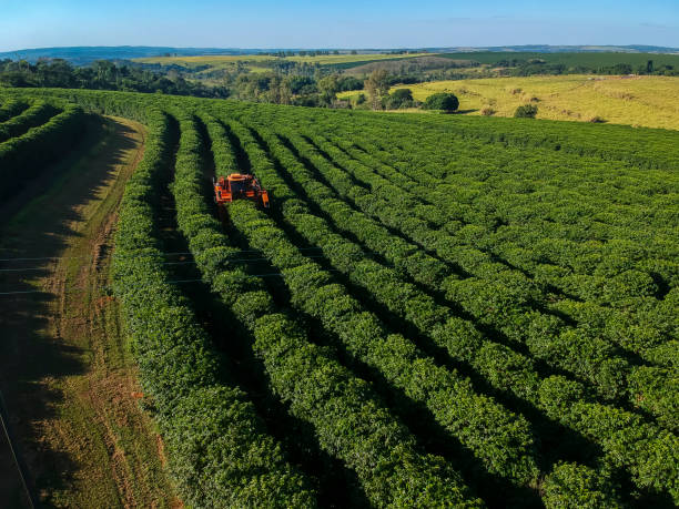 istock aerial view coffee mechanized harvesting 2160169890