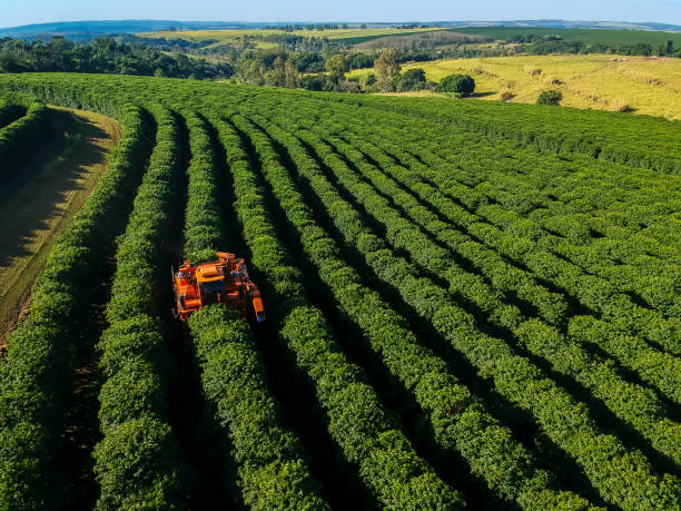 istock aerial view coffee mechanized harvesting 2160169895