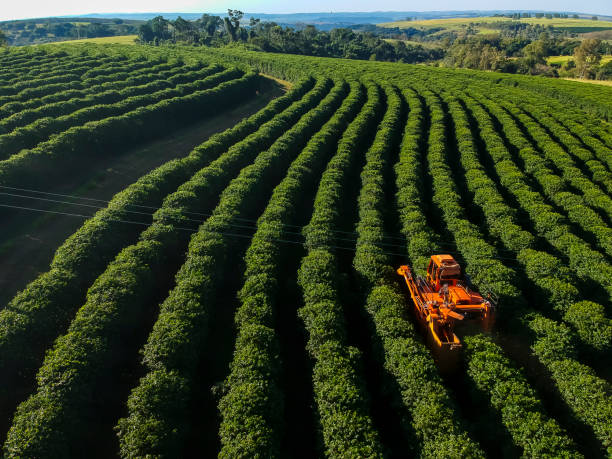 istock aerial view coffee mechanized harvesting 2160169914