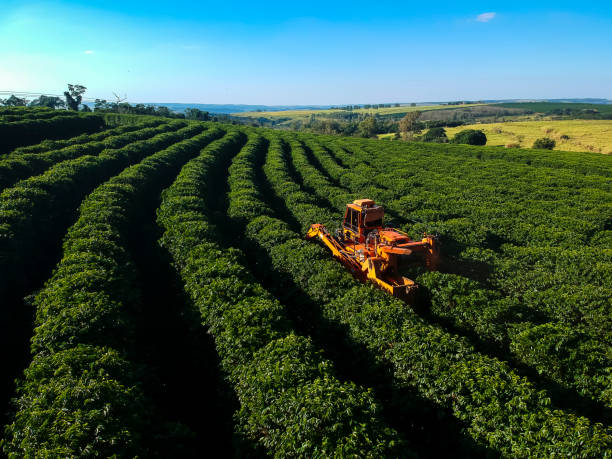 aerial view coffee mechanized harvesting