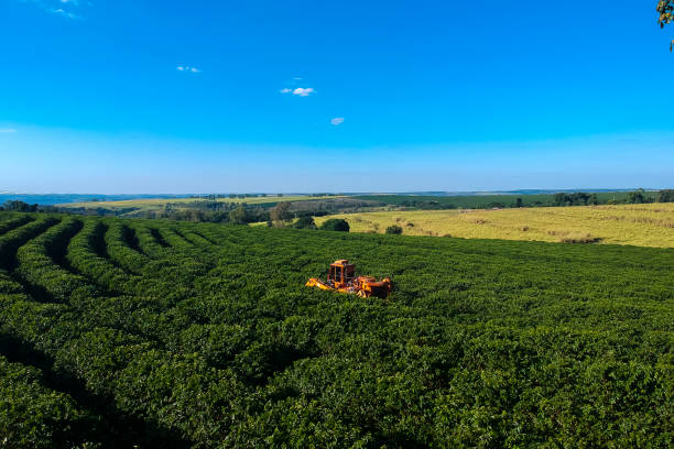 istock aerial view coffee mechanized harvesting 2160169928