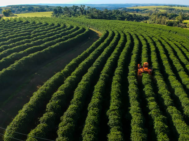 istock aerial view coffee mechanized harvesting 2160169953