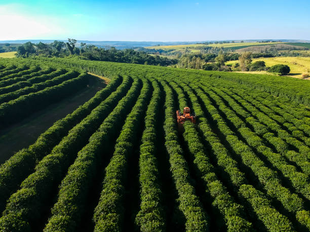 istock aerial view coffee mechanized harvesting 2160169996