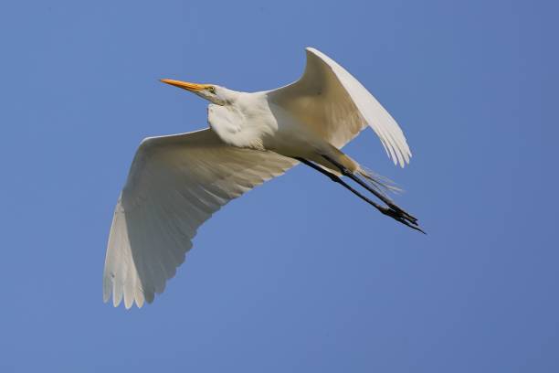 istock Great egret in flight against a clear blue sky 2160171891