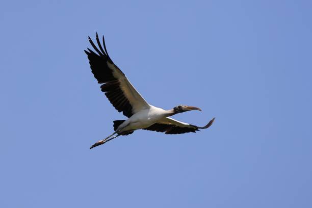 istock Close-up of a bird in flight against a clear blue sky 2160171916