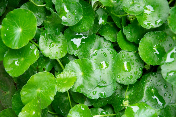 istock Close up water drop on Gotu kola or Centella asiatica leaves. 2160172458