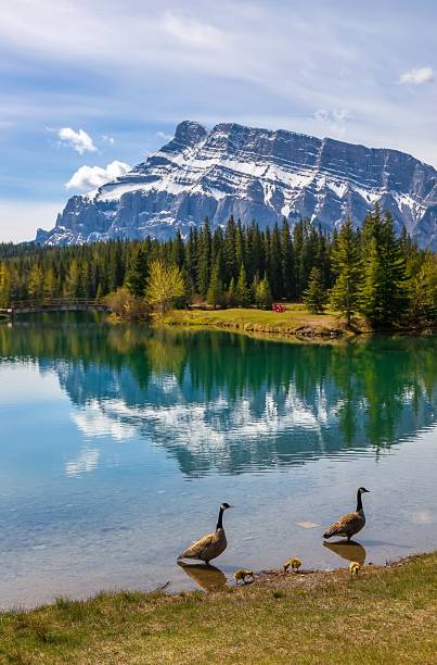 istock Canadian Geese At Cascade Ponds 2160172788