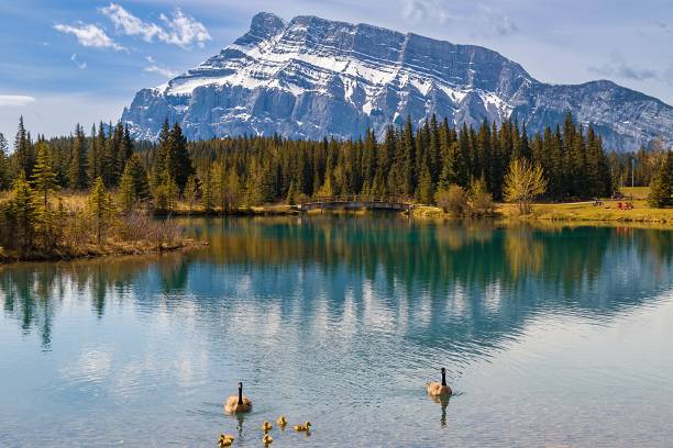 istock Geese And Goslings On Cascade Ponds In Banff 2160172794