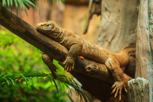 istock clouded monitor (Varanus nebulosus) resting on wood branch 2160175257